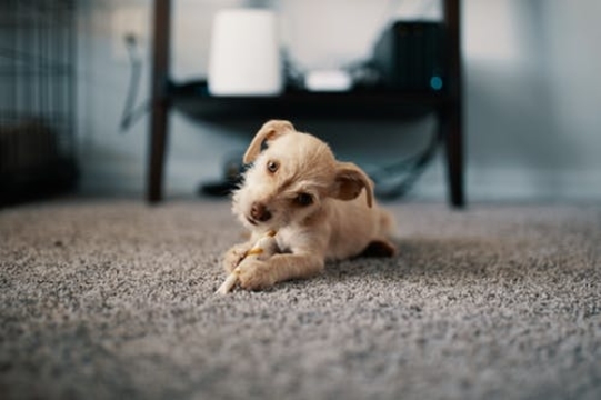 Farmington Hills Carpet and Floors business image in Farmington Hills, MI